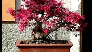 Loropetalum Bonsai Trees [upl. by Crescen]