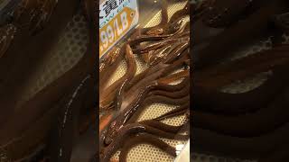 Live eels viralshort eel liveanimals shorts [upl. by Silvester]