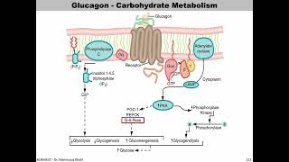 Lecture 10  Glucagon  Slide 172191 END [upl. by Hplodur]