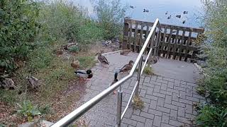 Enten füttern Magdeburg Neustädter See Beruhigende Naturgeräusche Schwanenjunges Haferflocken [upl. by Leuqram]