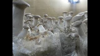 King Oyster Mushroom Cultivation Step By Step Guide  Farming Pleurotus eryngii  Trumpet Mushroom [upl. by Ettegirb]