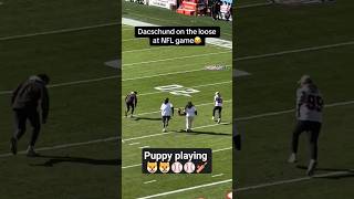 puppy 🐶 playing NFL game ⚾😜 dog cat shortsfeed viralvideo [upl. by Lonier]