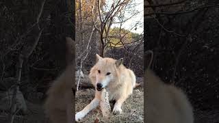 Gnawing on a Moose Jaw Using his Carnassial Teeth [upl. by Beatrice651]