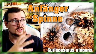 Die perfekte AnfängerVogelspinne  Deine erste Vogelspinne [upl. by Verne891]