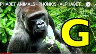 ALPHABET ANIMALS  PHONICS  ALPHABET SONG Part 8 [upl. by Darice]