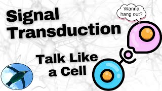 Basic Signal Transduction Ligands and Receptors [upl. by Hanimay]