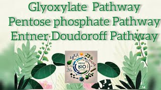 Glyoxylate Pathway Pentose Phosphate Pathway and EntnerDoudoroff Pathway [upl. by Granger]