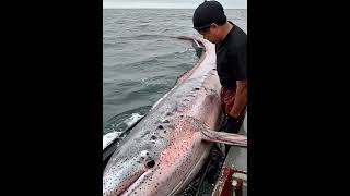 Giant Sea Monsters Caught by Fishermen 🐙🎣GiantSeaCreatures FishingDiscoveries OceanMysteries [upl. by Aronal527]