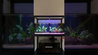 Snakehead fish tank upgrade🐍⬆️ aquarium fish shorts pets [upl. by Rosenzweig]