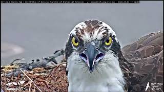 Hellgate Canyon Ospreys 2024  Closeup Views of Finnegan amp Eggs June 02 2024 [upl. by Eixam193]