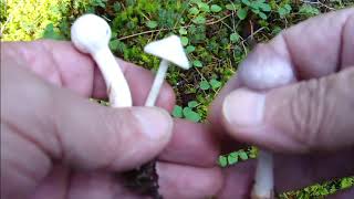 Ep 14 Toe Tally Amazing Mushrooms Wax Cap Blistered Cap Powdery Cap amp So Much More Nov 8 24 [upl. by Nehtanhoj892]