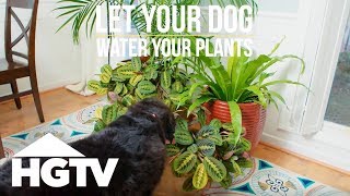 Way to Grow Let Your Dog Water Your Plants  HGTV [upl. by Novaj]