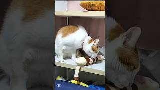 本編は短くてもいい、マタタビ😺😺😺The main story can be short Matatabi shorts short shortvideo [upl. by Tedmund509]