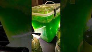 Algae project progress and harvesting biofuels sustainability experiment science microalgae [upl. by Negaem735]