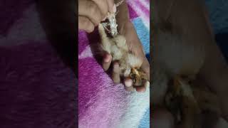 How 🐣 to fix splayed spraddle leg on baby chicks 🐥 [upl. by Kreiner681]