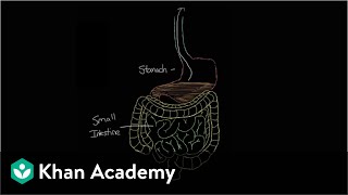 What is gastroenteritis  Gastrointestinal system diseases  NCLEXRN  Khan Academy [upl. by Silohcin]