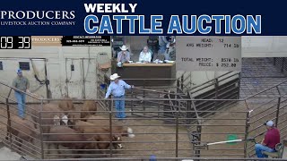 882024  Producers Livestock Auction Company  Cattle Auction [upl. by Narcho]