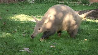 Can You Dig It Meet Zola the Aardvark [upl. by Nwahsyar]