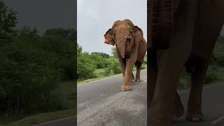 Majestic Elephant Sighting Raja Buttala Road elephant wildelephant travel [upl. by Nadeen]