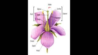 Flower Structure geneticteacher [upl. by Compton]