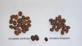 Peaberry Coffee Explained [upl. by Bohon]