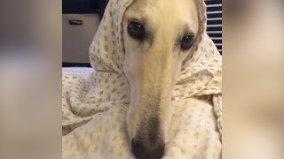 FUNNY BORZOI DOG  VINE COMPILATION [upl. by Hadeehuat769]