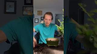 Turning a Fukien tea tree into bonsai bonsai indoorplants gardening trending trees art hiphop [upl. by Redman]