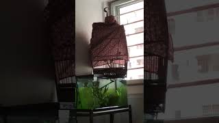 Yellow vented bulbul singing yellowventedbulbul songbird merbahkapur [upl. by Adnaerb]