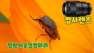 점박이꽃검정파리 소니 접사렌즈의 성능SONY 90mm Macro [upl. by Htiffirg]