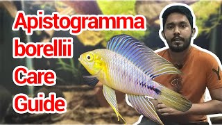 Apistogramma borellii Care guide for Begineers [upl. by Isador]