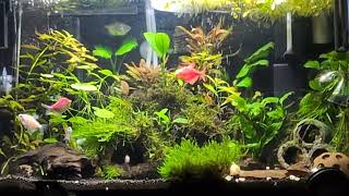 Overstocked 10 Gallon Community Tank [upl. by Eimaj]