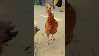 Happy Diwali 😂🐓👍🪔🎇new funny murgacomedy5 [upl. by Onairelav]