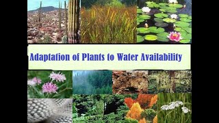 Plant Adaptation to water Adaptation of plants to water availability [upl. by Nas]