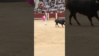 😮Qué categoría tiene Daganzo 😮 toros torosbravos recortes bull torobravo arte animals españa [upl. by Ruamaj85]