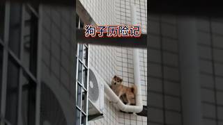 狗子是属山羊的，要调查一下怎么从家里出去的？ 柴犬 动物的迷惑行为 [upl. by Mariann]