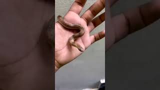 😈Baby snake 😈 attutudemusic [upl. by Thapa]