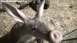 Philadelphia Zoo Aardvark Sniffing and Sniffing [upl. by Pacificas]