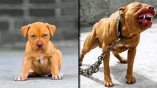 ANTES Y DESPUÉS DE ANIMALES CRECIENDO INCREÍBLES TRANSFORMACIONES DE ANIMALES [upl. by Sola]