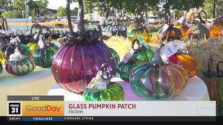 Glass Pumpkin Patch in Folsom [upl. by Acisse]