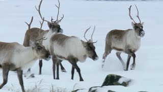 Reindeers Amazing Adaptations to Living in Snow  Snow Animals  BBC Earth [upl. by Clorinde]