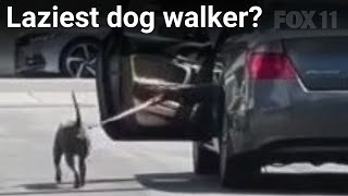 Pit bull getting walked by person inside car Witnesses worry dog may be trained to fight [upl. by Fusco779]