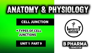 Cell Junctions  Types Of Cell Junctions  Human Anatomy And Physiology  HAP  B Pharma 1st Sem [upl. by Boorer]