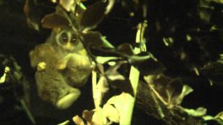 Grey Slender Loris family wake up after dark [upl. by Ishii]