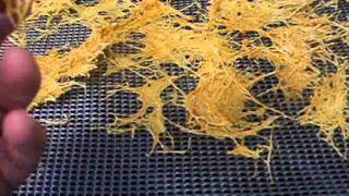 Dehydrating Spaghetti Squash [upl. by Etnaik]