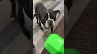 TUCKER 226 ❤️🐶 my sweet boston terrier playing fetch ❤️🐶 He loves his toy 🐶 good boy • dog [upl. by Adnocahs601]