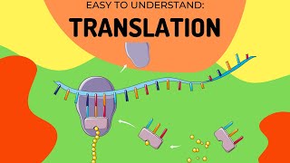 Protein Synthesis Translation [upl. by Whitten426]