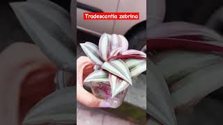 Tradescantia zebrina plant [upl. by Ettevol]