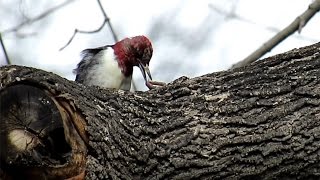 Redheaded Woodpecker and a Worm [upl. by Pogah279]