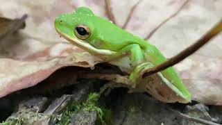 Hyla cinerea  Rana verde arborícola norteamericana  North American Green Tree Frog [upl. by Assin]