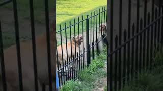 You need to quit barking so much okay dog funnyvideo [upl. by Han470]